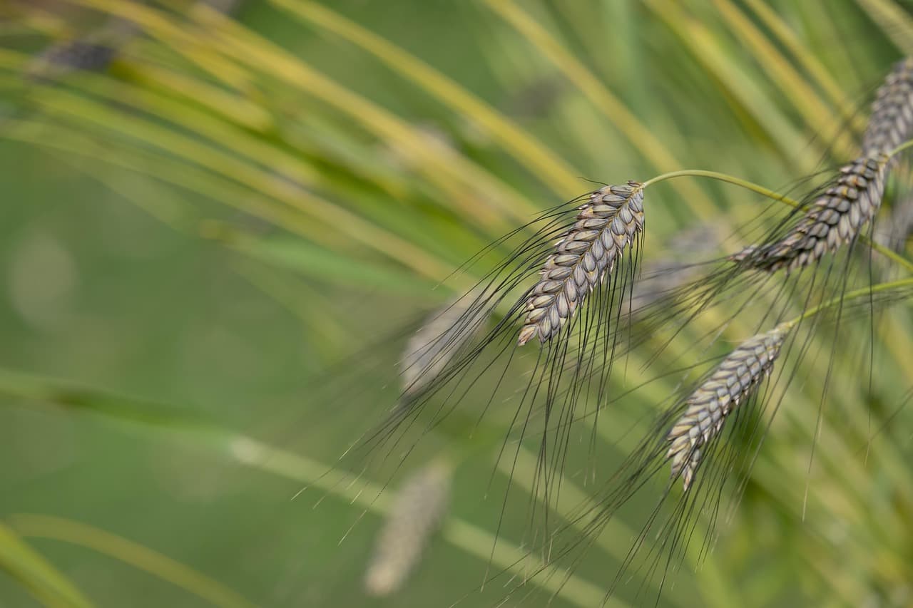 Urgetreide auf dem Feld