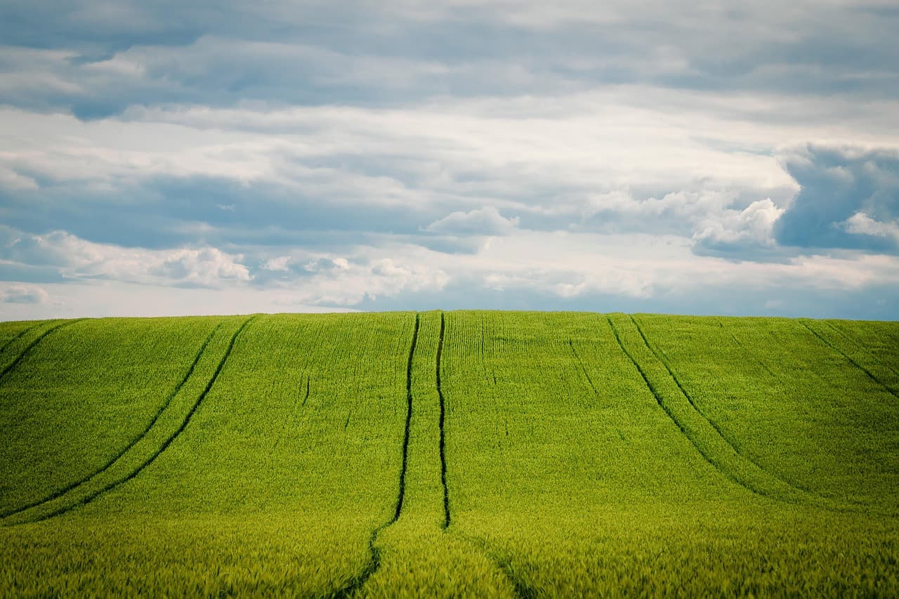 Gerste auf dem Feld