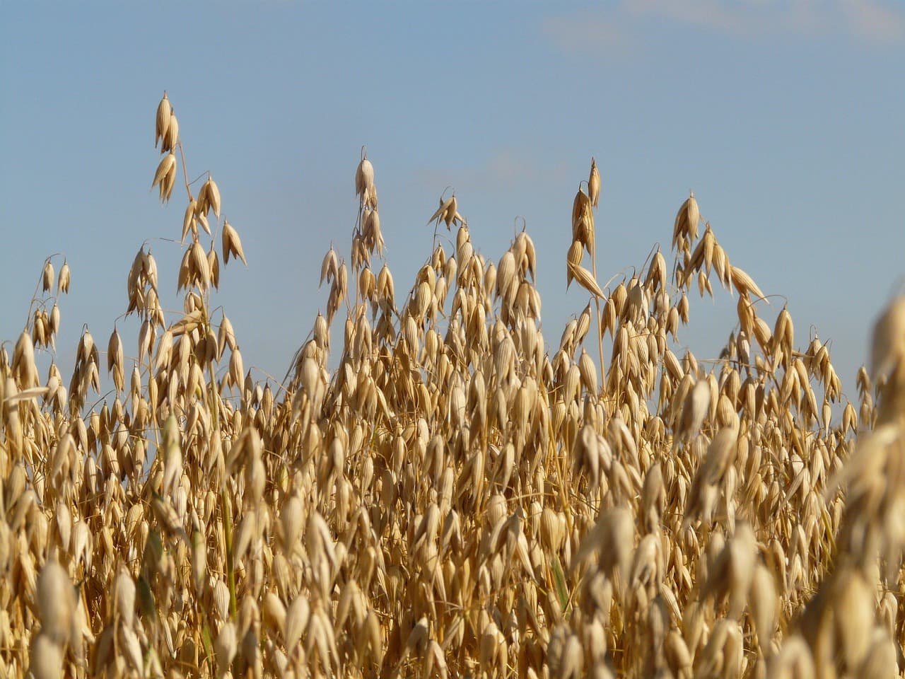 Haferfeld im Sommer